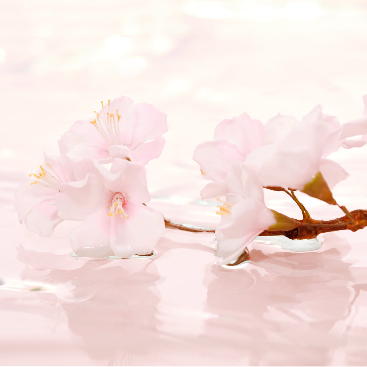 Cherry Blossom, Body Moisturizer, 250 ml.