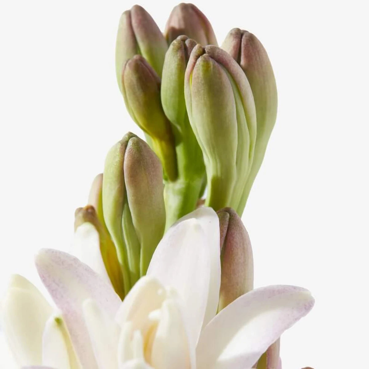 Tuberose In Silk, Eau de Parfum, SCENT SAMPLE, 2 ml.