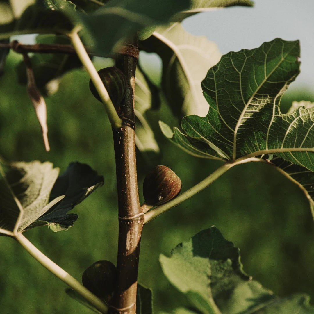 Mulberry Fig, Eau de Parfum, 50 ml.